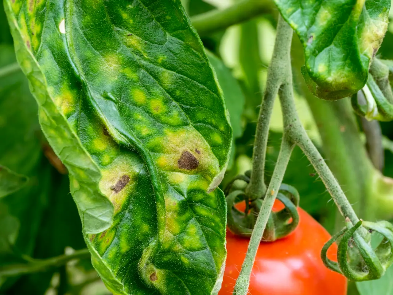 Feuille de tomate portant des taches brunes cerclées de jaune, un fruit mûr derrière